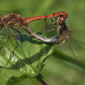 Gemeine Heidelibelle (Sympetrum vulgatum) - Paarungsrad