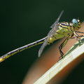 Stylurus flavipes (Eurasische Keulenjungfer) - Männchen