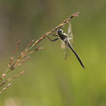 Somatochlora flavomaculata (Gefleckte Smaragdlibelle) - Männchen