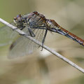 Blutrote Heidelibelle (Sympetrum sanguineum) - älteres Weibchen