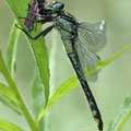 Gomphus vulgatissimus (Gemeine Keiljungfer) - Weibchen beim Fressen