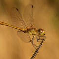 Südliche Heidelibelle (Sympetrum meridionale) - Männchen