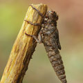 Cordulegaster bidentata (Gestreifte Quelljungfer) - Larvenhaut (Exuvie)