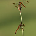 Gebänderte Heidelibelle (Sympetrum pedemontanum) - Zwei Männchen