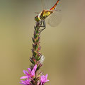 Sumpf-Heidelibelle (Sympetrum depressiusculum) - Männchen