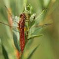 Feuerlibelle (Crocothemis erythraea) - männchenfarbenes Weibchen