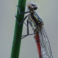 Frühe Adonislibelle (Pyrrhosoma nymphula) - Männchen