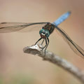 Kleiner Blaupfeil (Orthetrum coerulescens) - Männchen