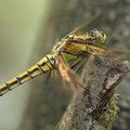 Großer Blaupfeil (Orthetrum cancellatum) - Junges Weibchen