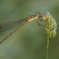 Südliche Binsenjungfer (Lestes barbarus) - Weibchen
