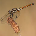 Violetter Sonnenzeiger (Trithemis annulata) - Weibchen
