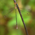 Südliche Binsenjungfer (Lestes barbarus) - Männchen