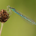 Gabel-Azurjungfer (Coenagrion scitulum) - Weibchen