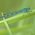 Helm-Azurjungfer (Coenagrion mercuriale) - Männchen