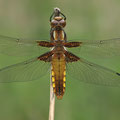 Plattbauch (Libellula depressa) - Weibchen