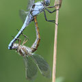 Südlicher Blaupfeil (Orthetrum brunneum) - Paarungsrad