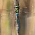 Anax imperator (Große Königslibelle) - Männchen