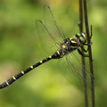 Cordulegaster bidentata (Gestreifte Quelljungfer) - Männchen