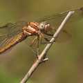 Südlicher Blaupfeil (Orthetrum brunneum) - Weibchen