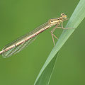 Blaue Federlibelle (Platycnemis pennipes) - junges Weibchen