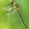 Gomphus vulgatissimus (Gemeine Keiljungfer) - frisches Weibchen