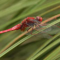 Feuerlibelle (Crocothemis erythraea) - Männchen