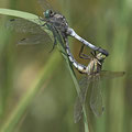 Östlicher Blaupfeil (Orthetrum albistylum) - Paarungsrad