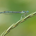 Blaue Federlibelle (Platycnemis pennipes) - Männchen