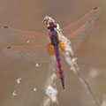 Violetter Sonnenzeiger (Trithemis annulata) - Männchen