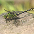 Ophiogomphus cecilia (Grüne Flussjungfer) - Männchen