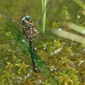 Somatochlora alpestris (Alpen-Smaragdlibelle) - Weibchen (Eiablage)