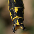 Gomphus graslinii (Französische Keiljungfer) - männliche Hinterleibsanhänge