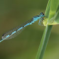 Helm-Azurjungfer (Coenagrion mercuriale) - Männchen