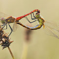 Sumpf-Heidelibelle (Sympetrum depressiusculum) - Paarungsrad