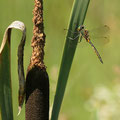 Somatochlora flavomaculata (Gefleckte Smaragdlibelle) - Männchen