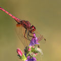 Violetter Sonnenzeiger (Trithemis annulata) - Männchen