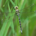 Aeshna cyanea (Blaugrüne Mosaikjungfer) - frisch geschlüpftes Männchen