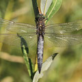 Großer Blaupfeil (Orthetrum cancellatum) - älteres Männchen