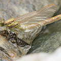 Onychogomphus forcipatus unguiculatus (Westliche Zangenlibelle) - Schlüpfendes Männchen