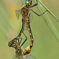 Somatochlora flavomaculata (Gefleckte Smaragdlibelle) - Paarungsrad