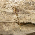 Boyeria irene (Westliche Geisterlibelle) - Weibchen