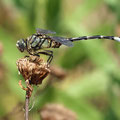 Seedrache (Lindenia tetraphylla) - Männchen