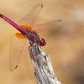 Violetter Sonnenzeiger (Trithemis annulata) - Männchen