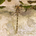 Boyeria irene (Westliche Geisterlibelle) - Weibchen