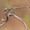 Paragomphus genei (Grüne Sandjungfer) - Männchen