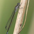 Fledermaus-Azurjungfer (Coenagrion pulchellum) - Weibchen