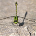 Ophiogomphus cecilia (Grüne Flussjungfer) - Männchen