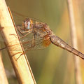 Feuerlibelle (Crocothemis erythraea) - Weibchen
