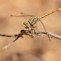 Paragomphus genei (Grüne Sandjungfer) - Männchen