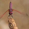 Violetter Sonnenzeiger (Trithemis annulata) - Männchen